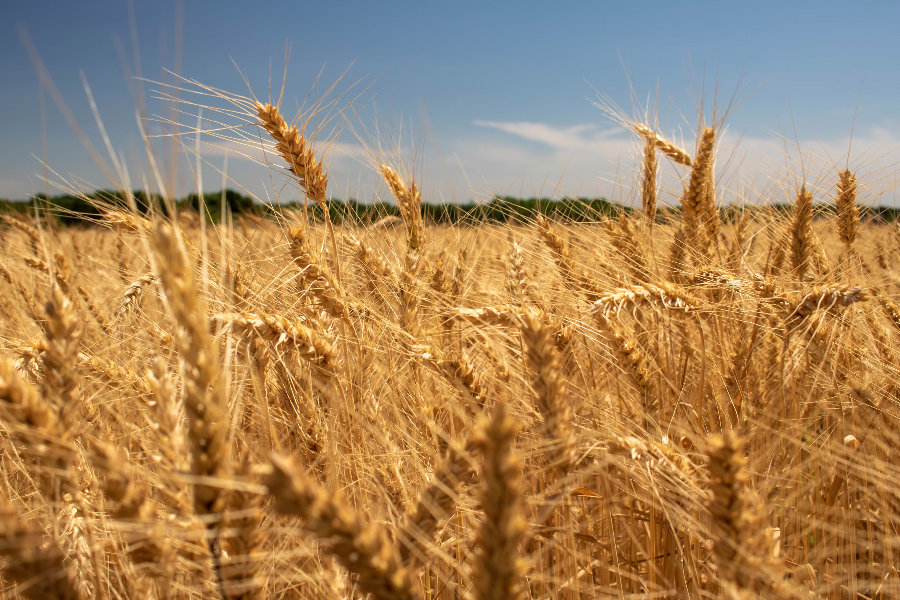 Kansas wheat harvest